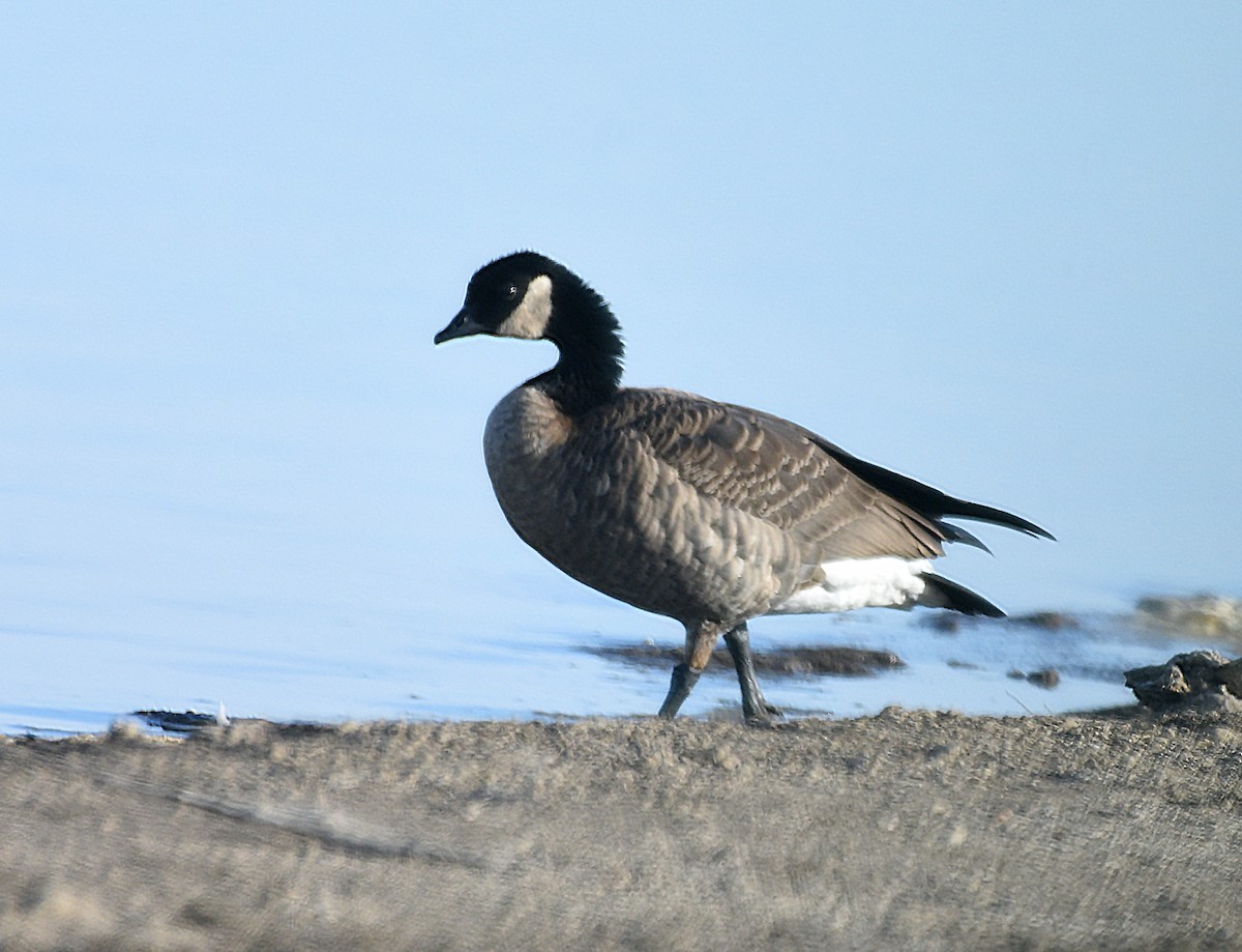 Cackling Goose (Richardson's) - ML611593528