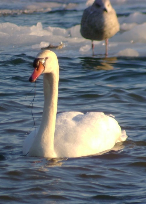 Mute Swan - Paul Hurtado