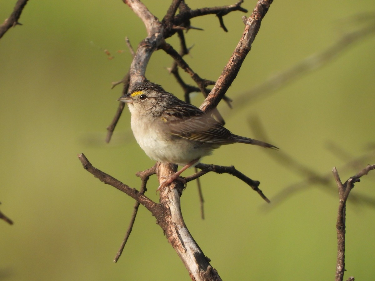 Grassland Sparrow - ML611593744