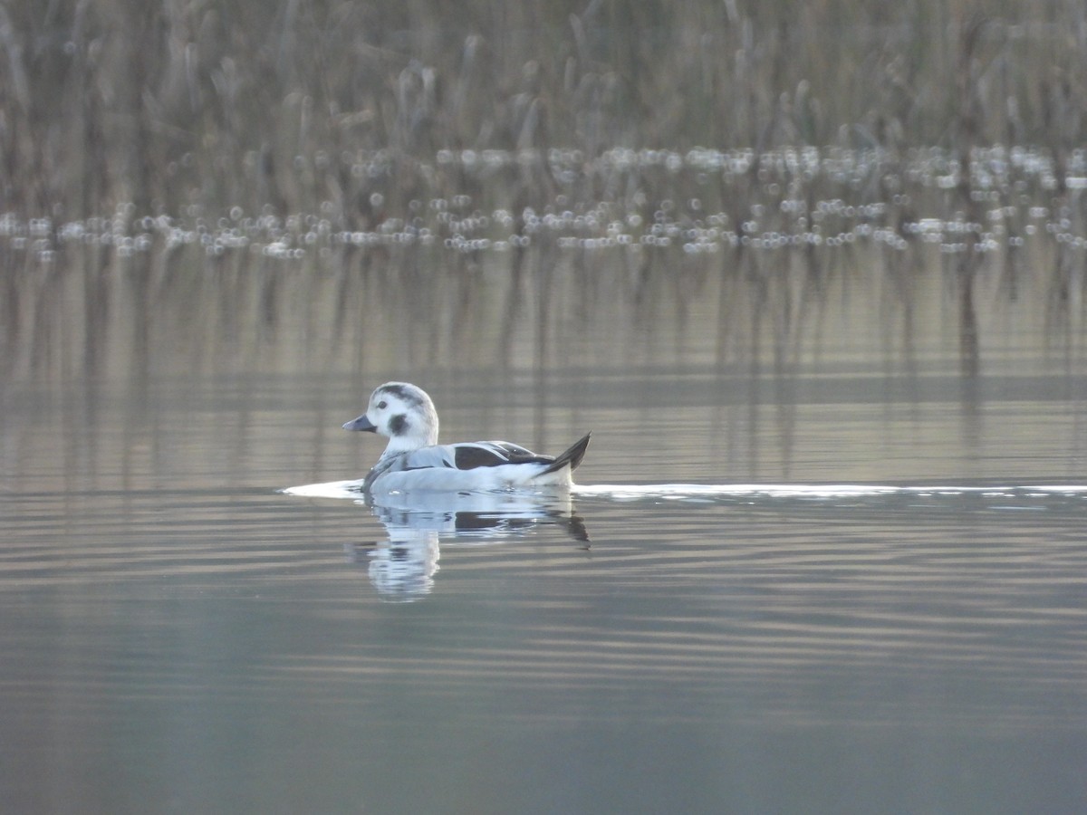 Long-tailed Duck - ML611593957