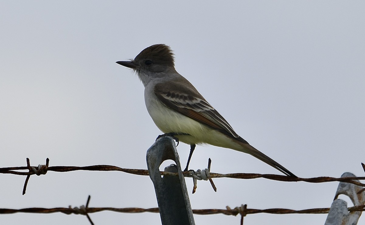 Ash-throated Flycatcher - ML611594685