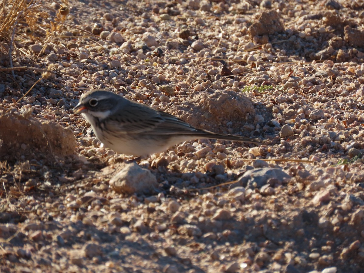 Sagebrush Sparrow - ML611594841