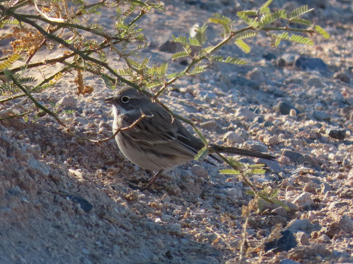 Sagebrush Sparrow - ML611594842