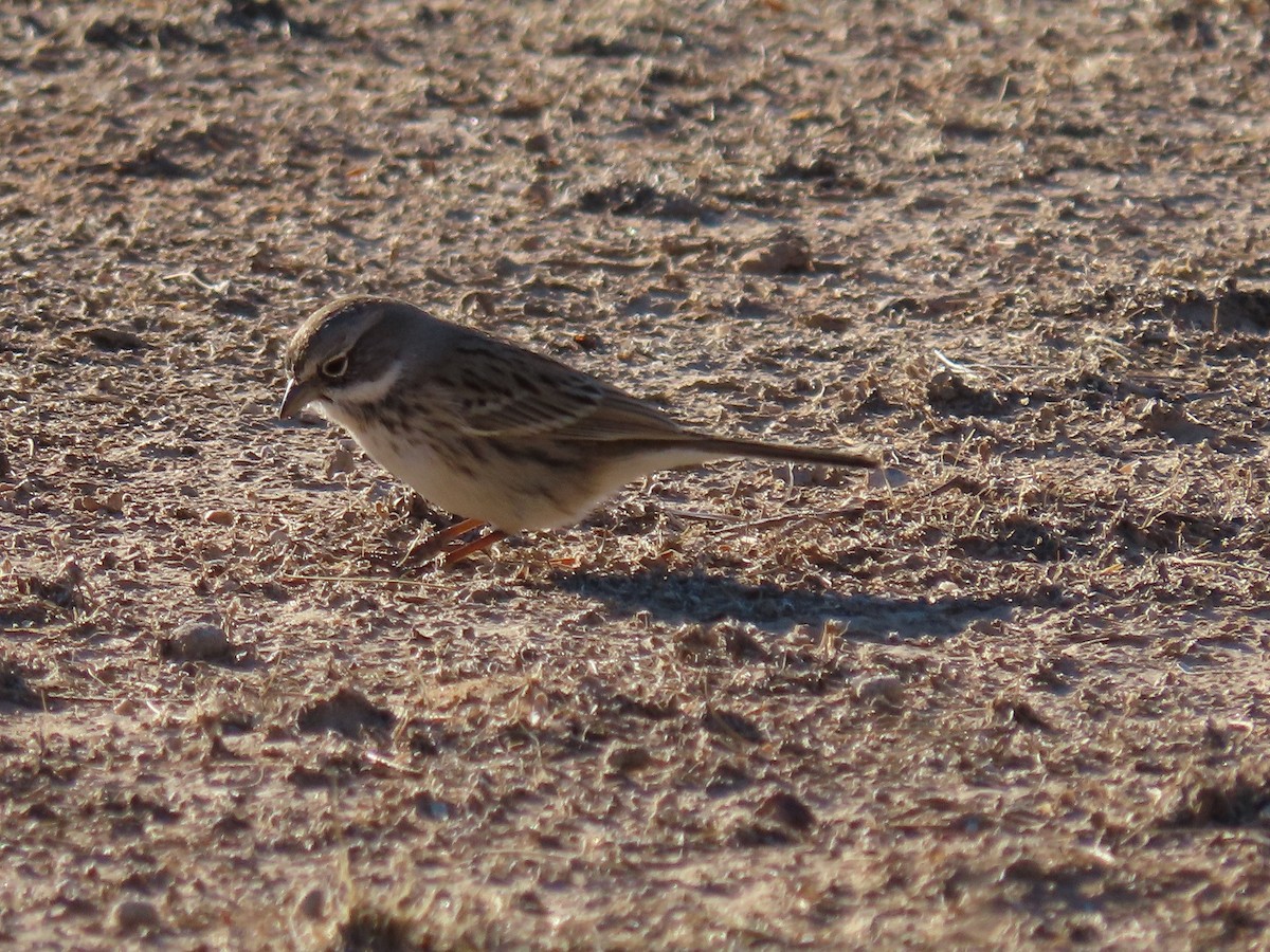 Sagebrush Sparrow - ML611594844