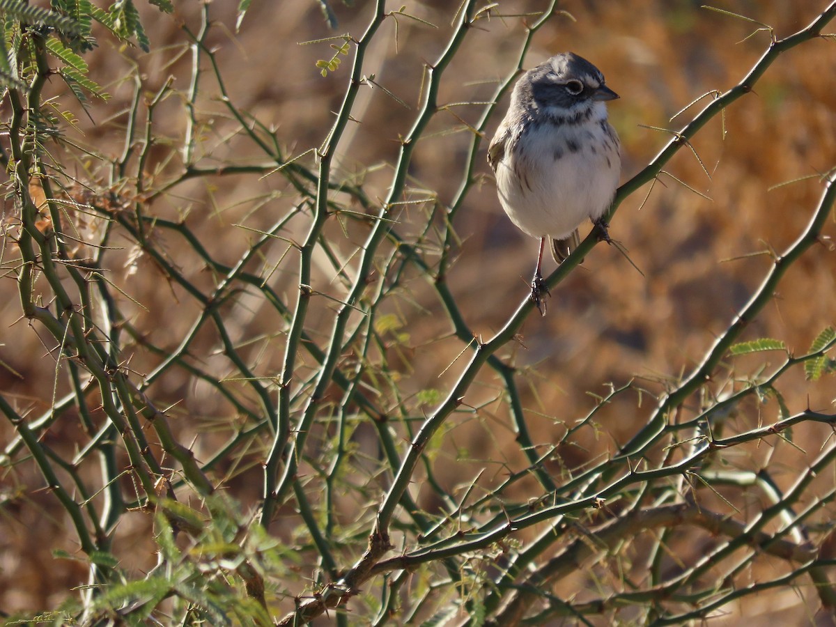 Sagebrush/Bell's Sparrow (Sage Sparrow) - ML611594846