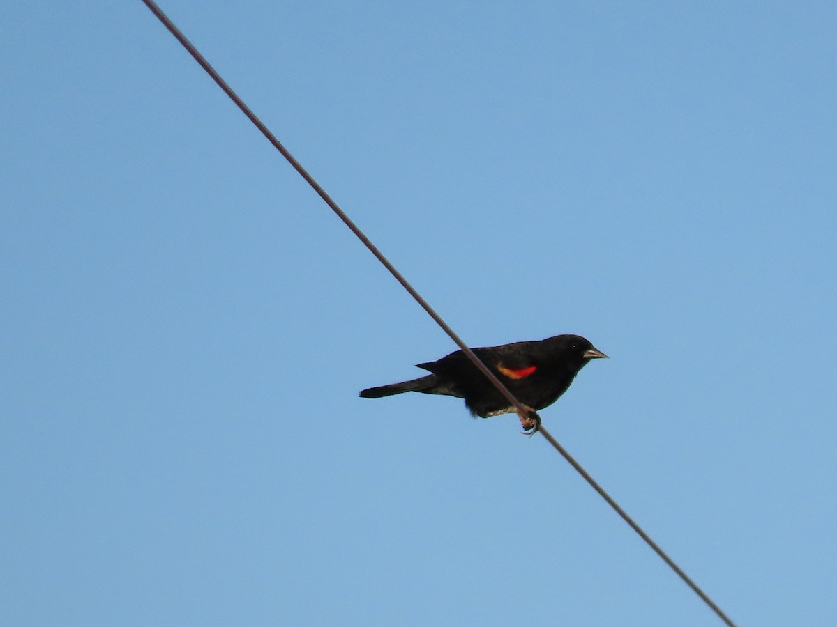 Red-winged Blackbird - ML611594880