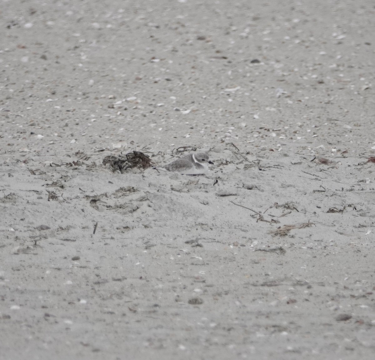 Ebird Checklist Nov Sea Gull Beach Yarmouth Species