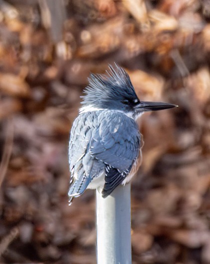 Belted Kingfisher - ML611595077