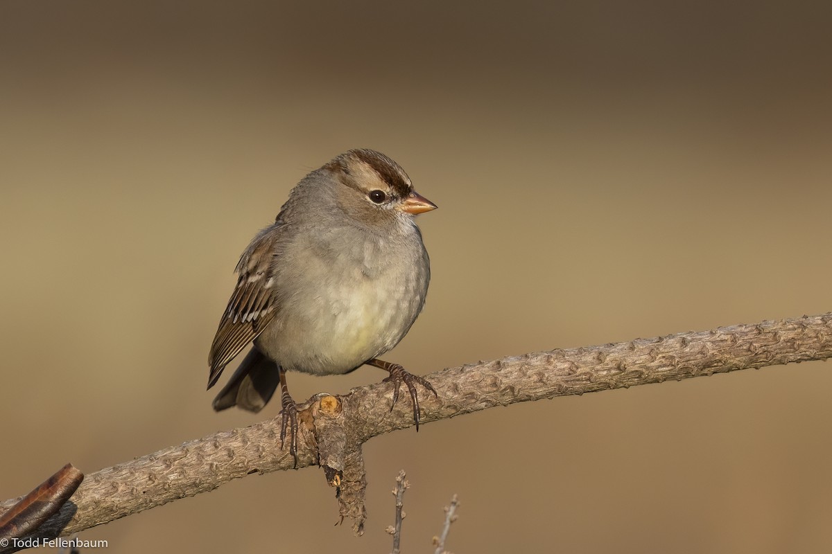 White-crowned Sparrow - Todd Fellenbaum