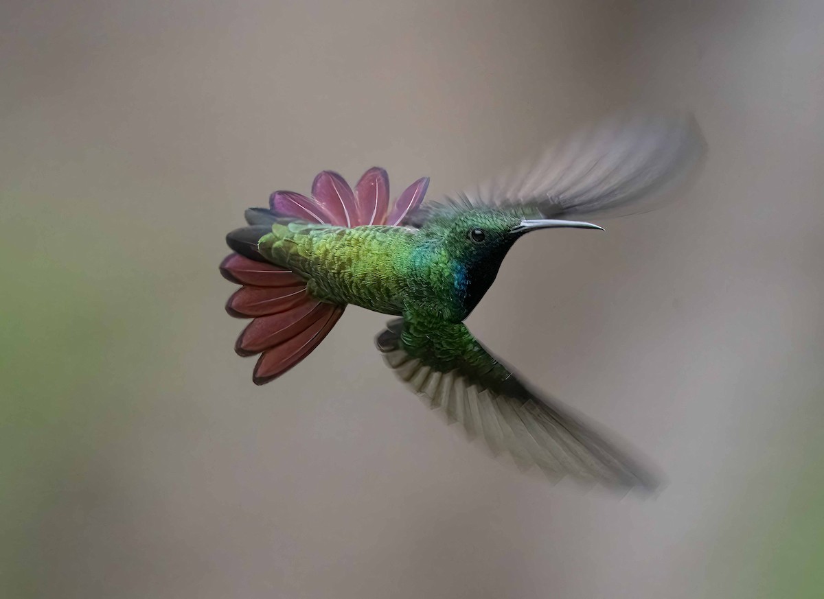 kolibřík tropický - ML611595382