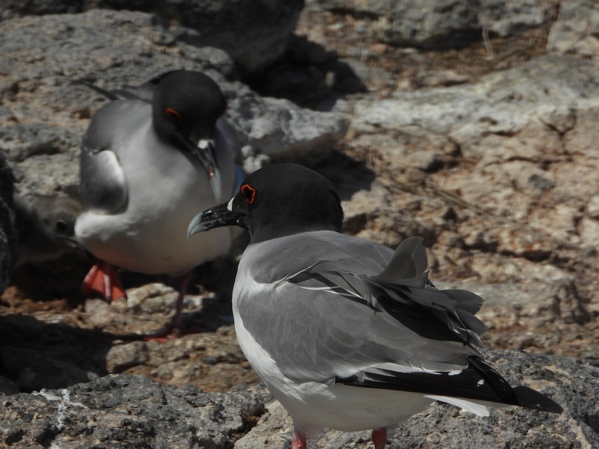 Swallow-tailed Gull - ML611595446