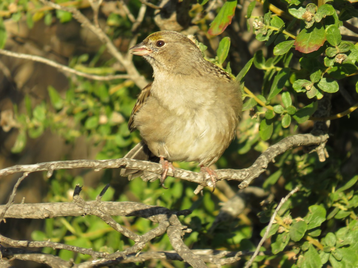 Golden-crowned Sparrow - ML611595590