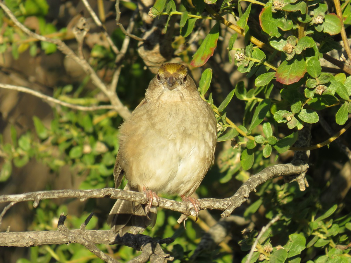 Golden-crowned Sparrow - ML611595593