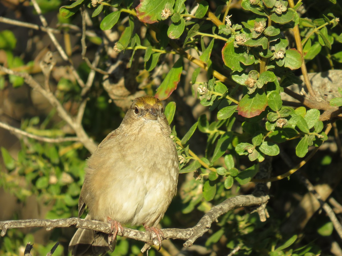 Golden-crowned Sparrow - ML611595596