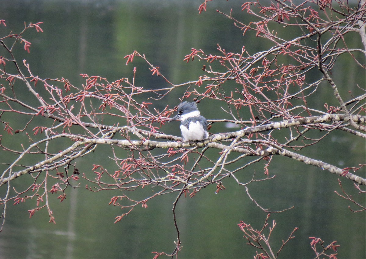 Belted Kingfisher - ML611595642