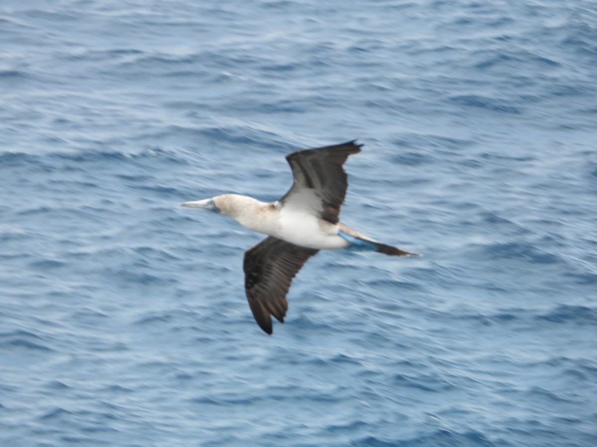 Blue-footed Booby - ML611595755
