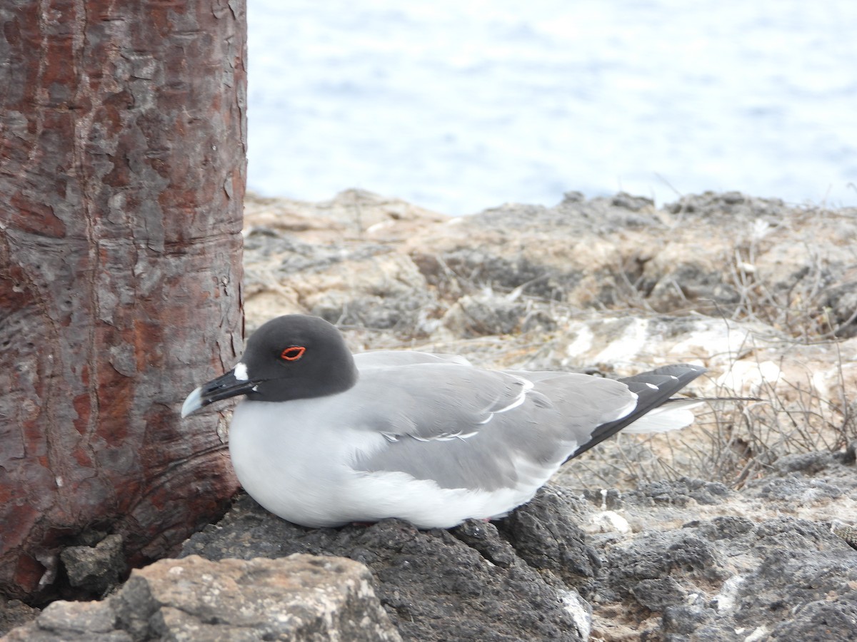 Swallow-tailed Gull - ML611595825