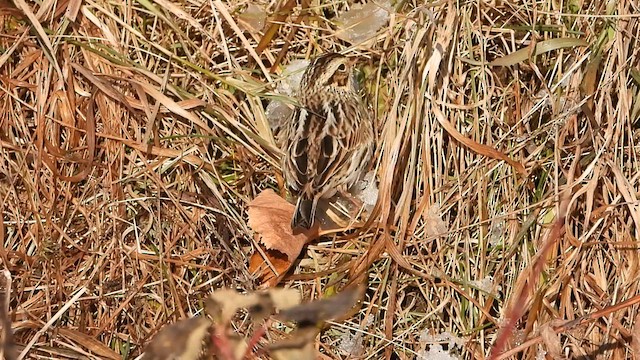 Savannah Sparrow - ML611595863