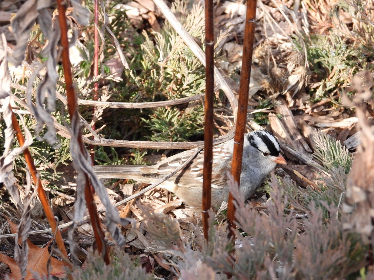 White-crowned Sparrow - ML611595886