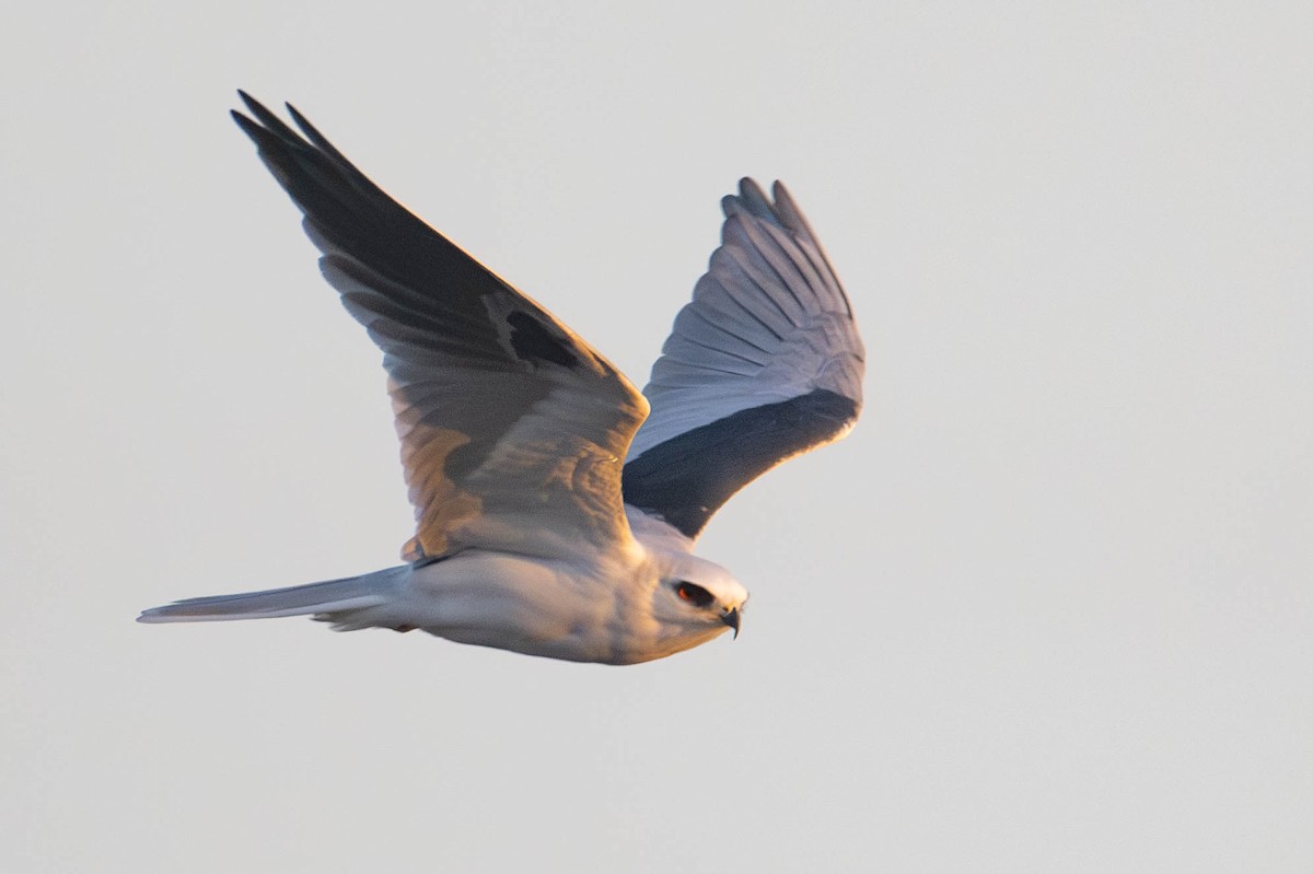 White-tailed Kite - ML611596174