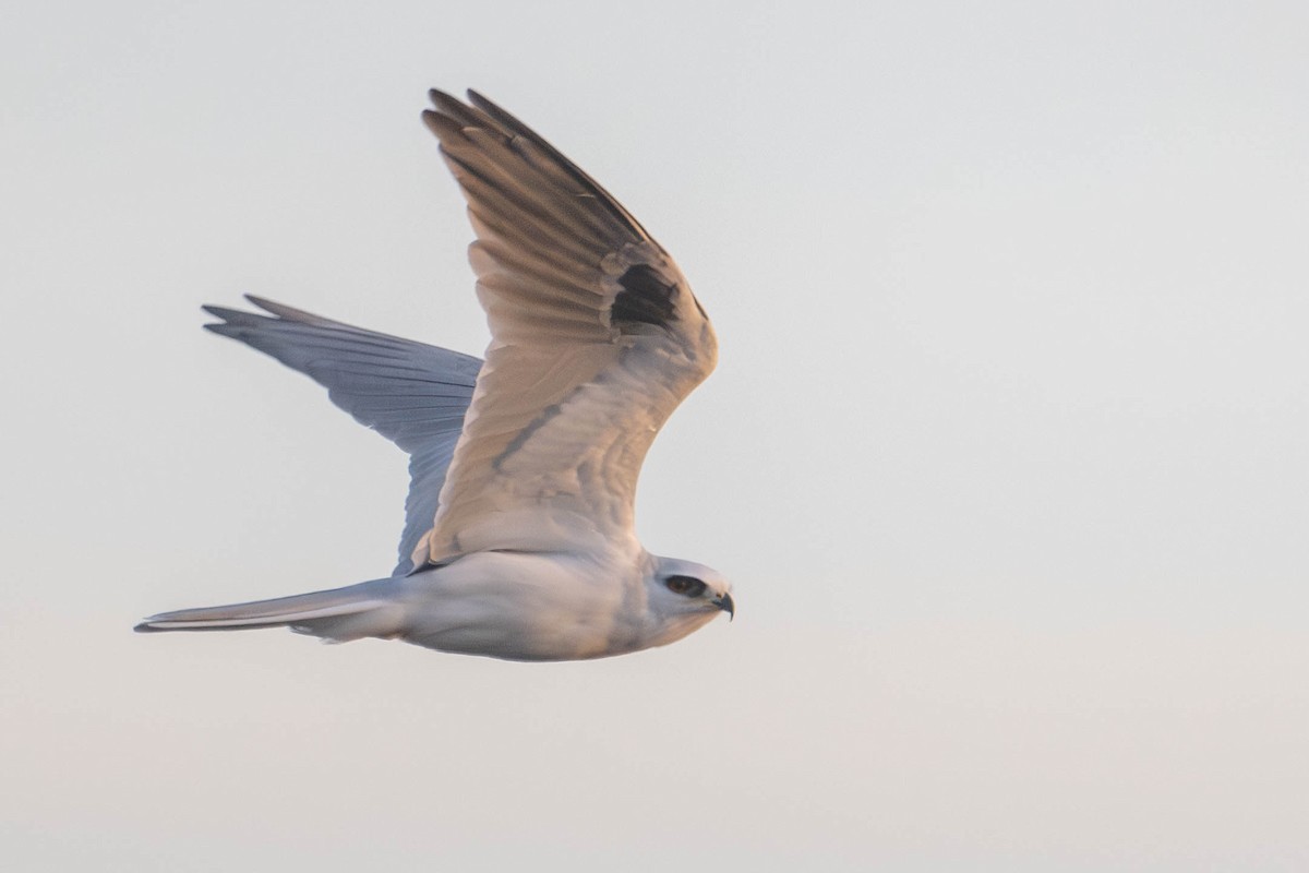 White-tailed Kite - Nancy Christensen
