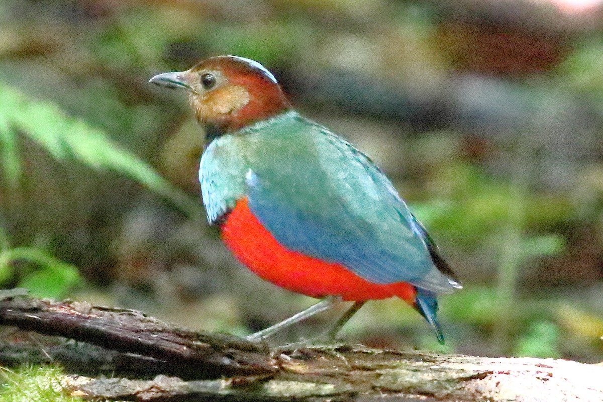Sulawesi-Blaubrustpitta (celebensis) - ML611596638