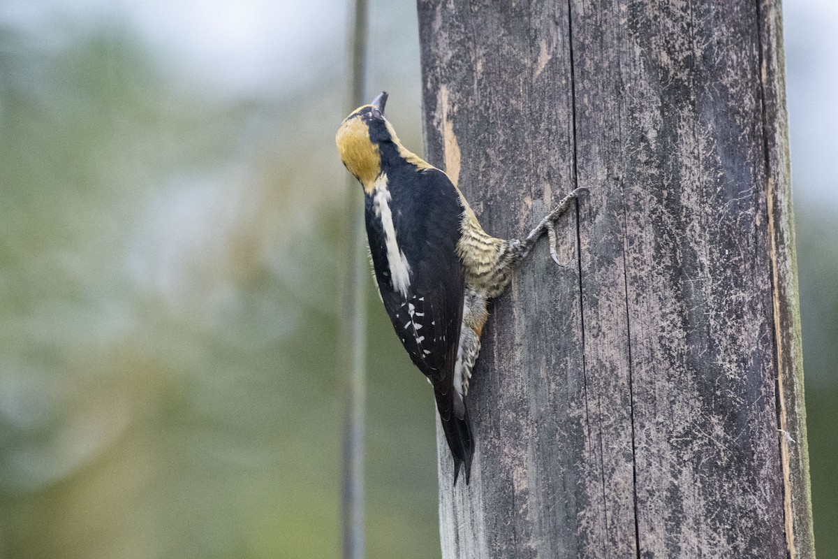 Golden-naped Woodpecker - ML611596929