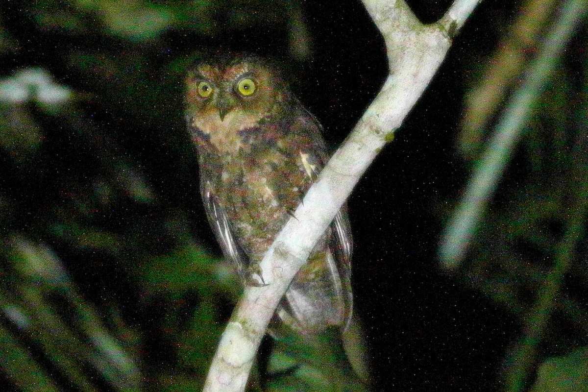 Sulawesi Scops-Owl - Christopher Escott