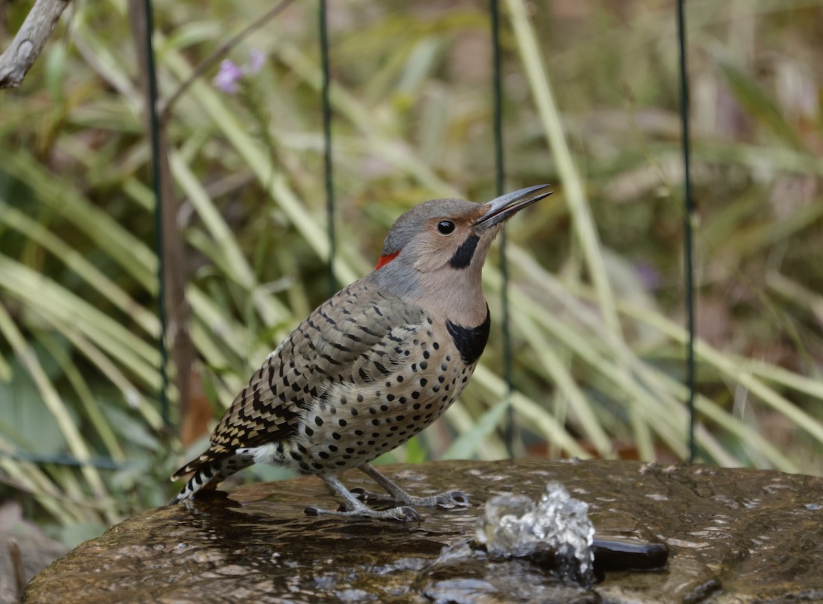 Northern Flicker (Yellow-shafted) - ML611597072