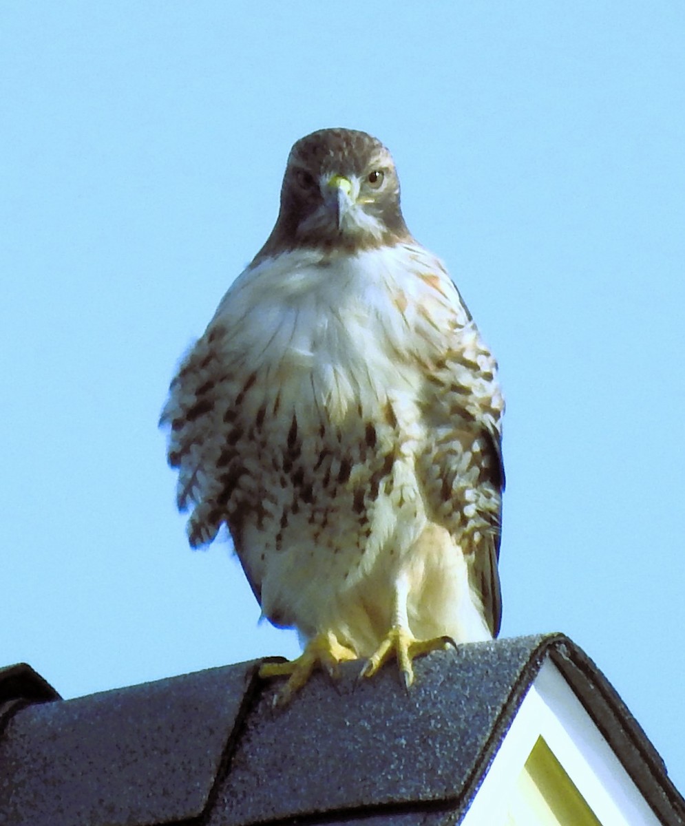 Red-tailed Hawk - ML611597206