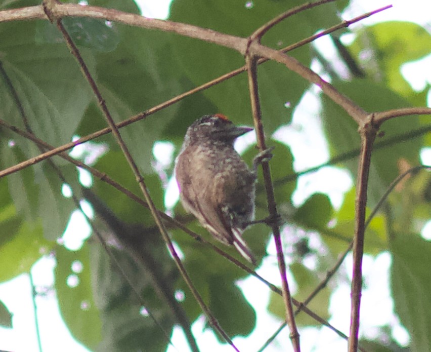 new world piculet sp. - ML611597250