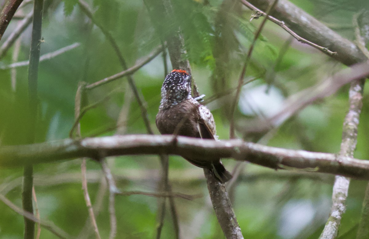 new world piculet sp. - ML611597251
