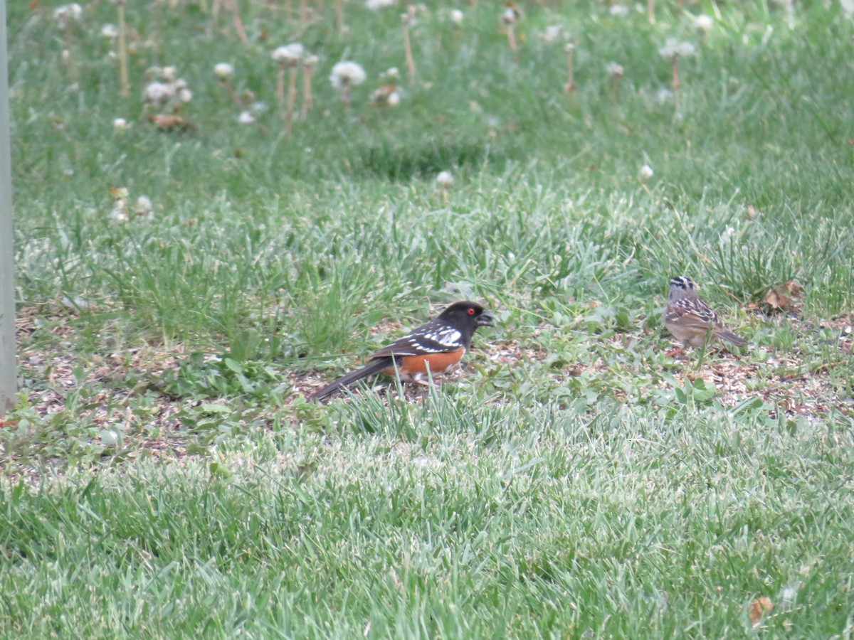 Spotted Towhee - ML611597361