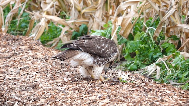Red-tailed Hawk - ML611597579