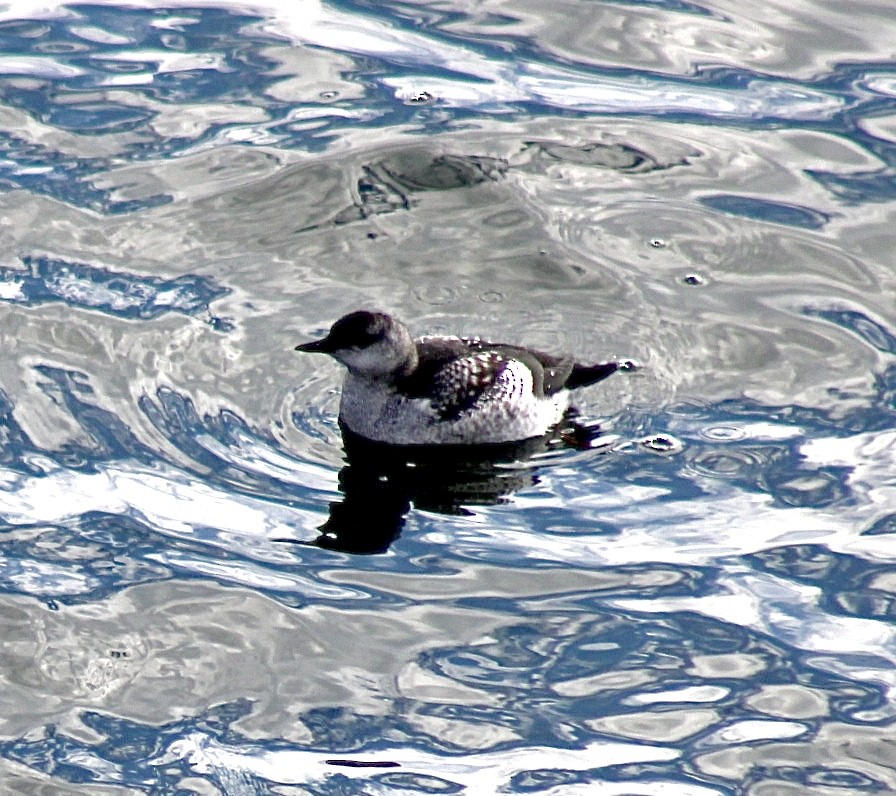 Black Guillemot - ML611597601