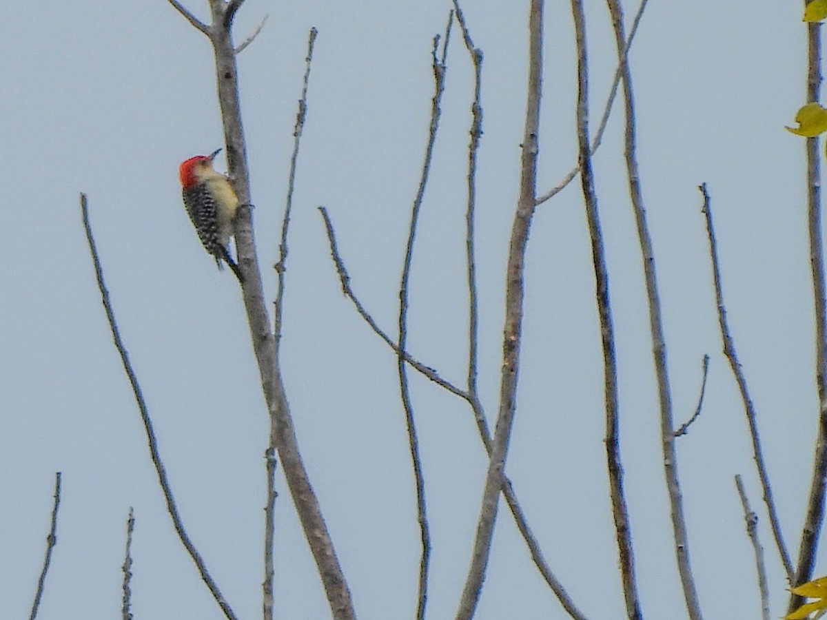 Red-bellied Woodpecker - ML611597756