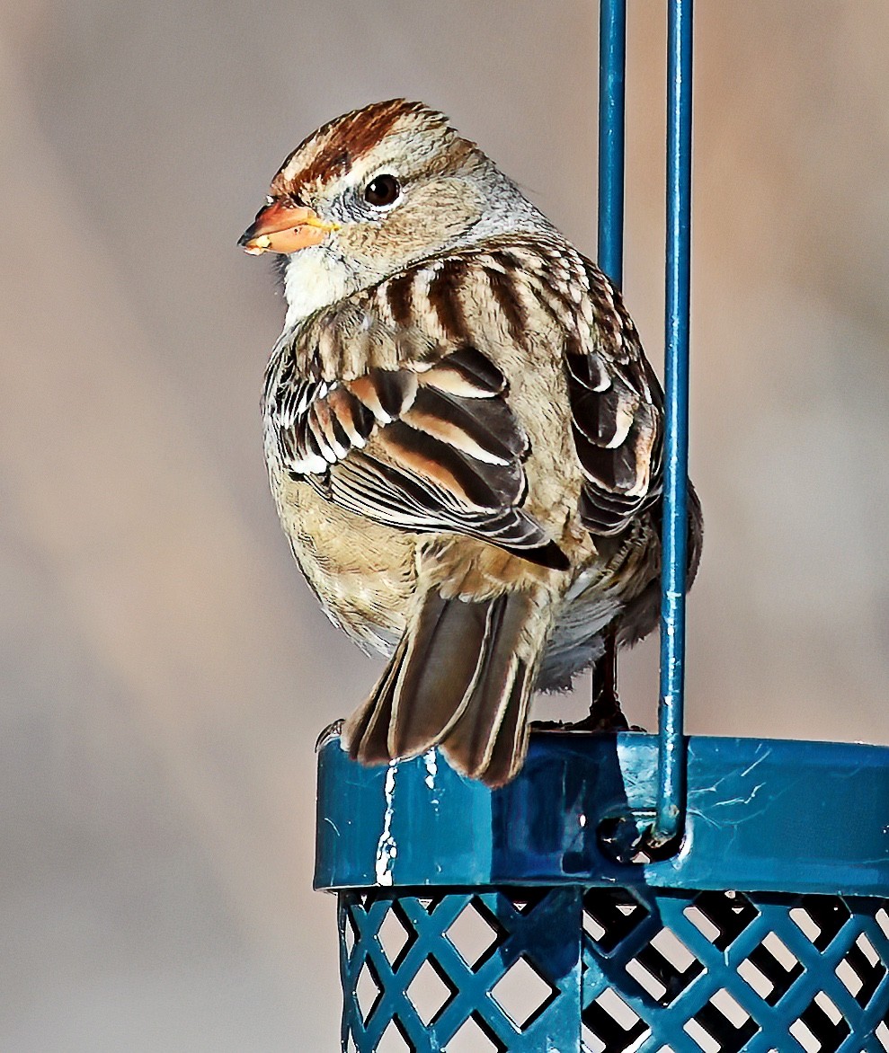 White-crowned Sparrow - ML611597873