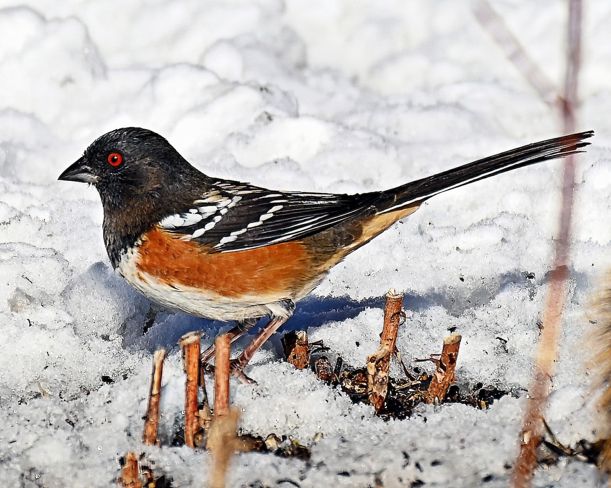 Spotted Towhee - ML611597887