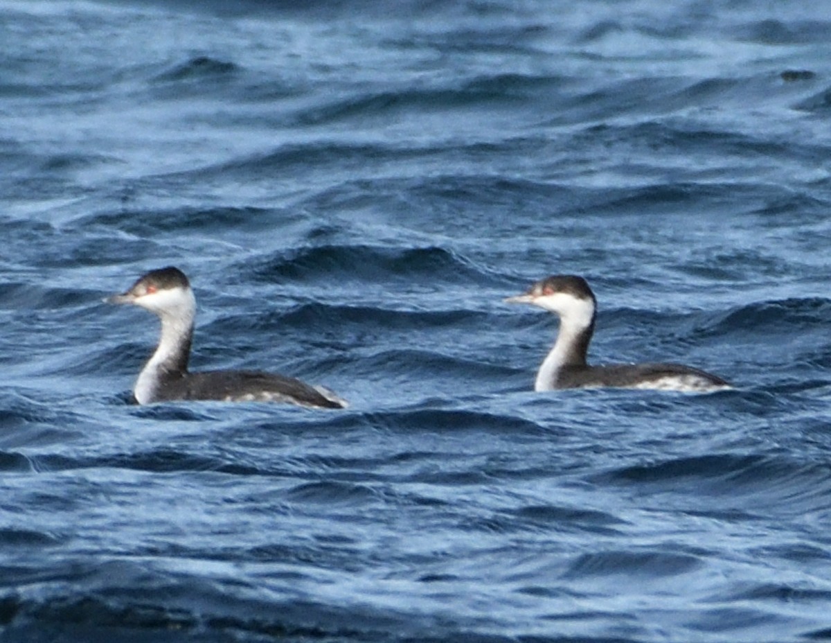 Ebird Checklist Nov Wolfe Island Species