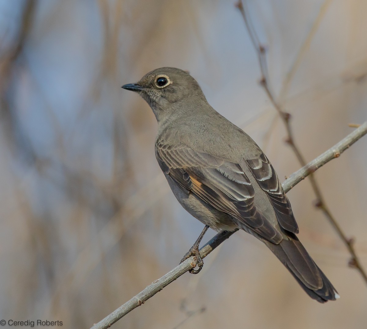 Townsend's Solitaire - ML611598456