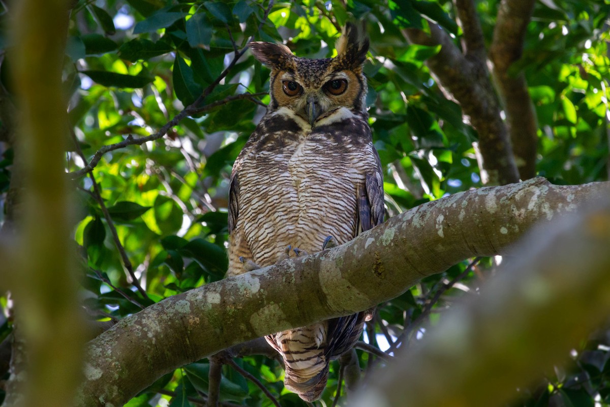 Great Horned Owl - ML611598620