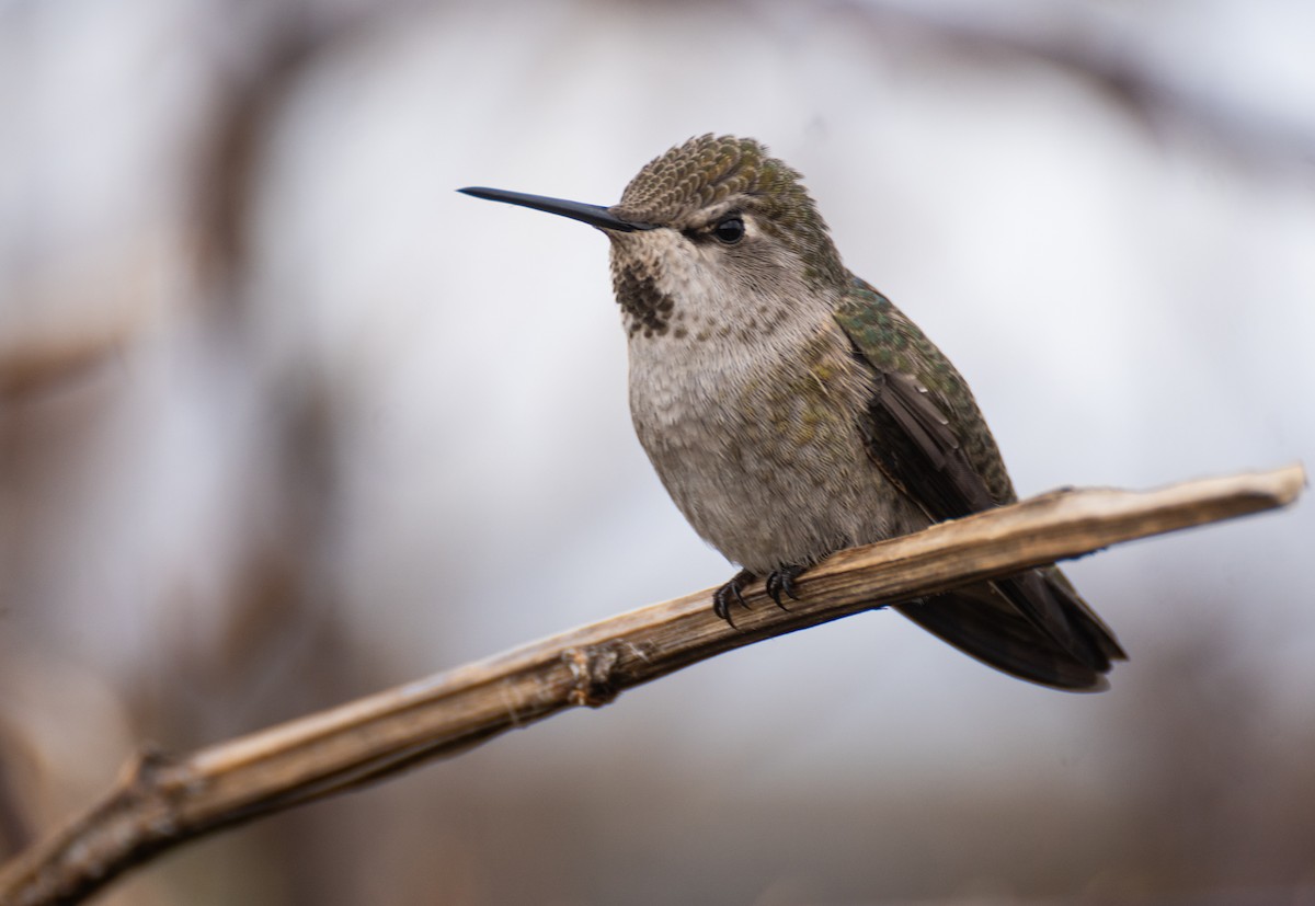 Anna's Hummingbird - ML611598652