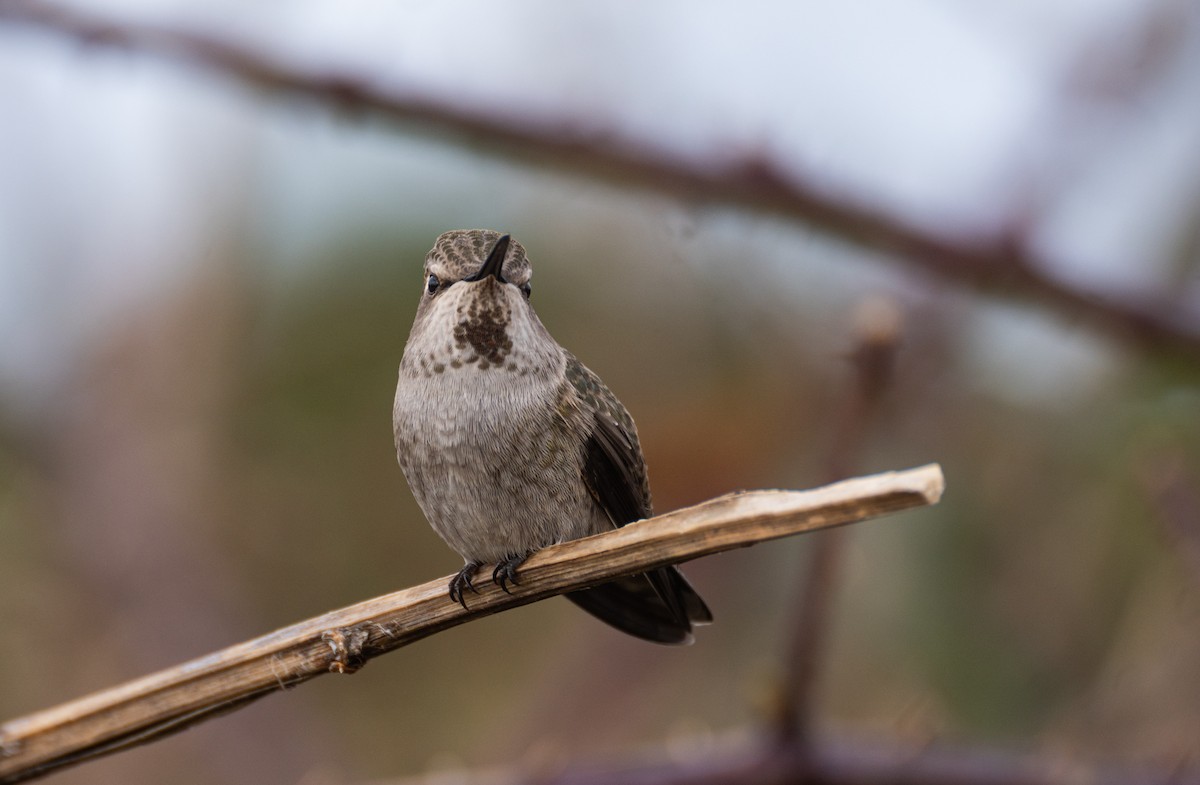 Anna's Hummingbird - ML611598653