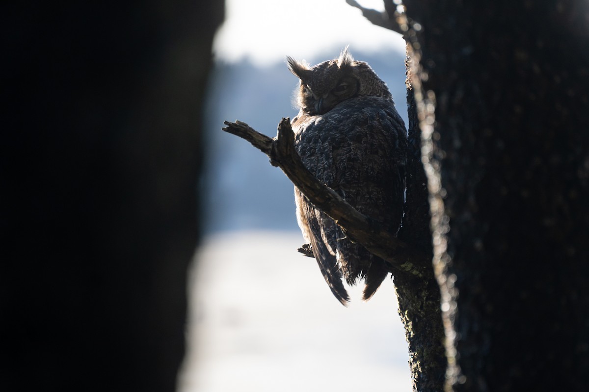 Great Horned Owl - ML611598744