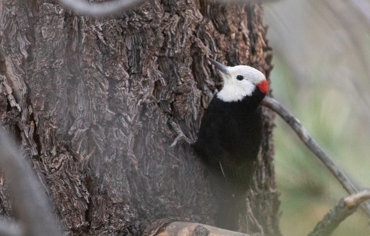 White-headed Woodpecker - ML611599046