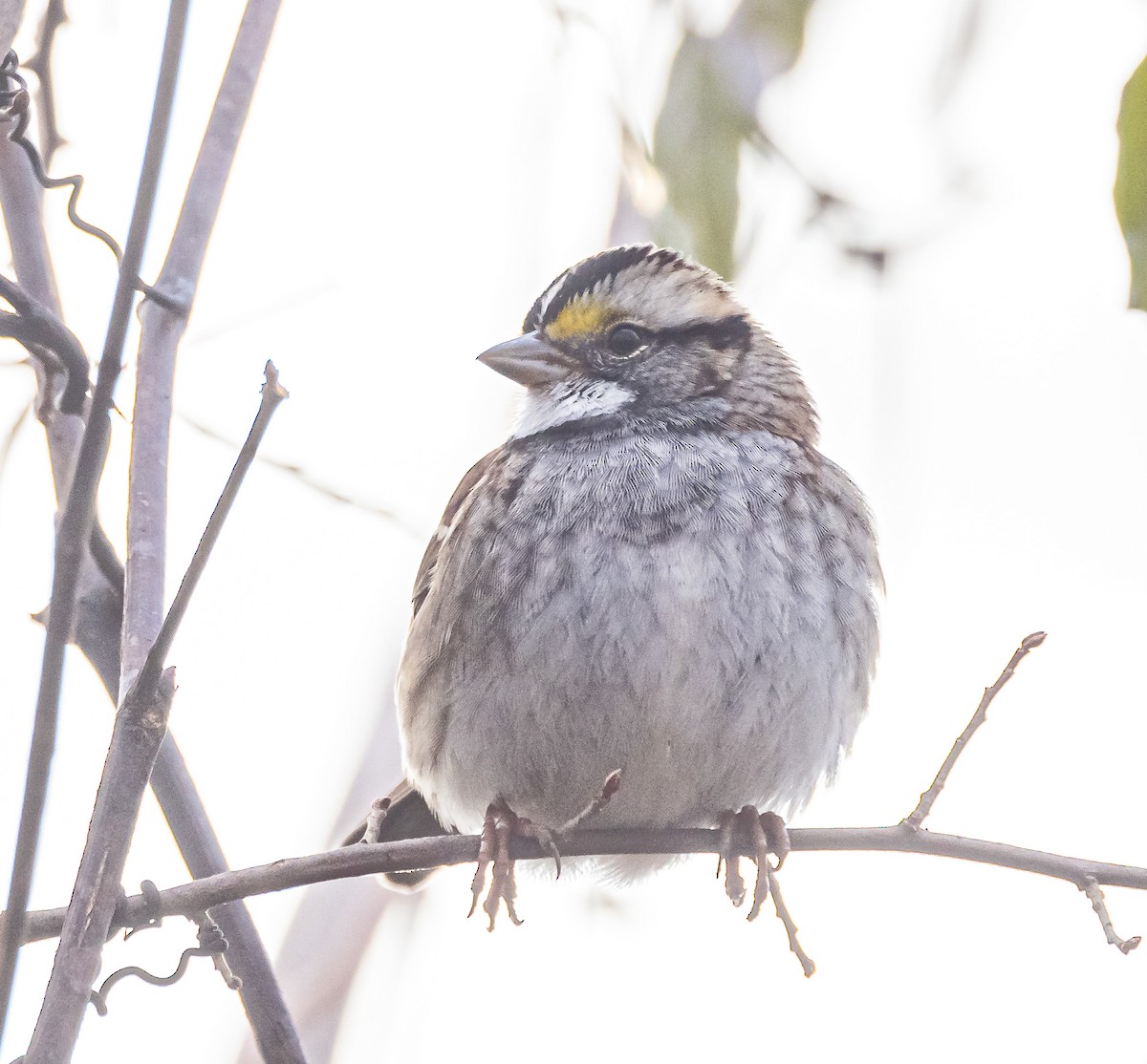 White-throated Sparrow - ML611599150