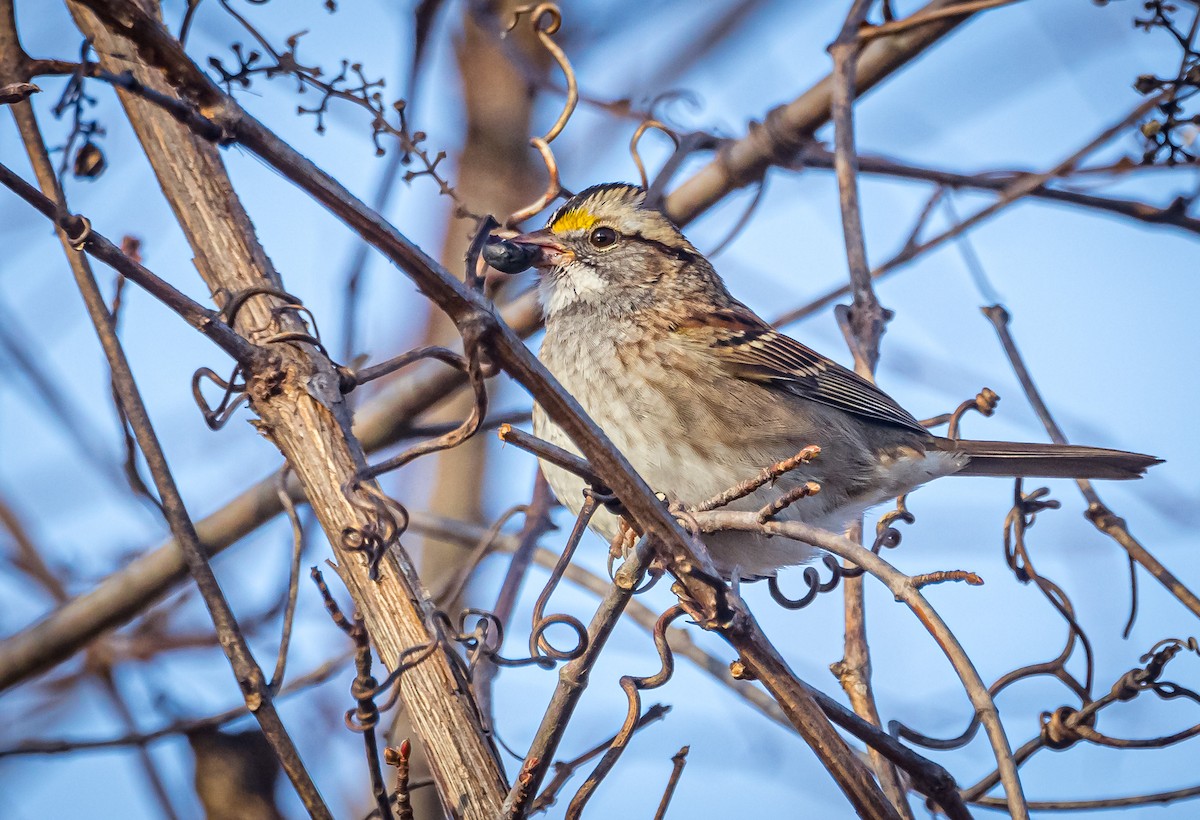White-throated Sparrow - ML611599151