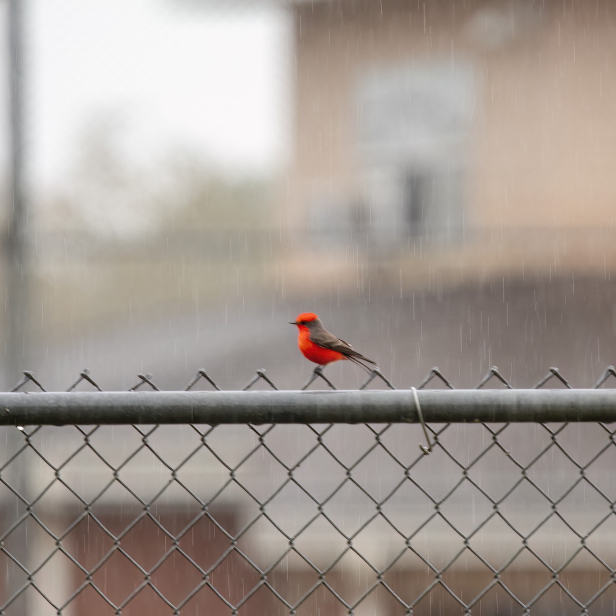 Wisconsin eBird Checklist - 26 Nov 2023 - Foley Sports Complex - 5 species
