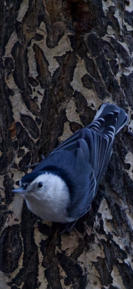 White-breasted Nuthatch - ML611599303