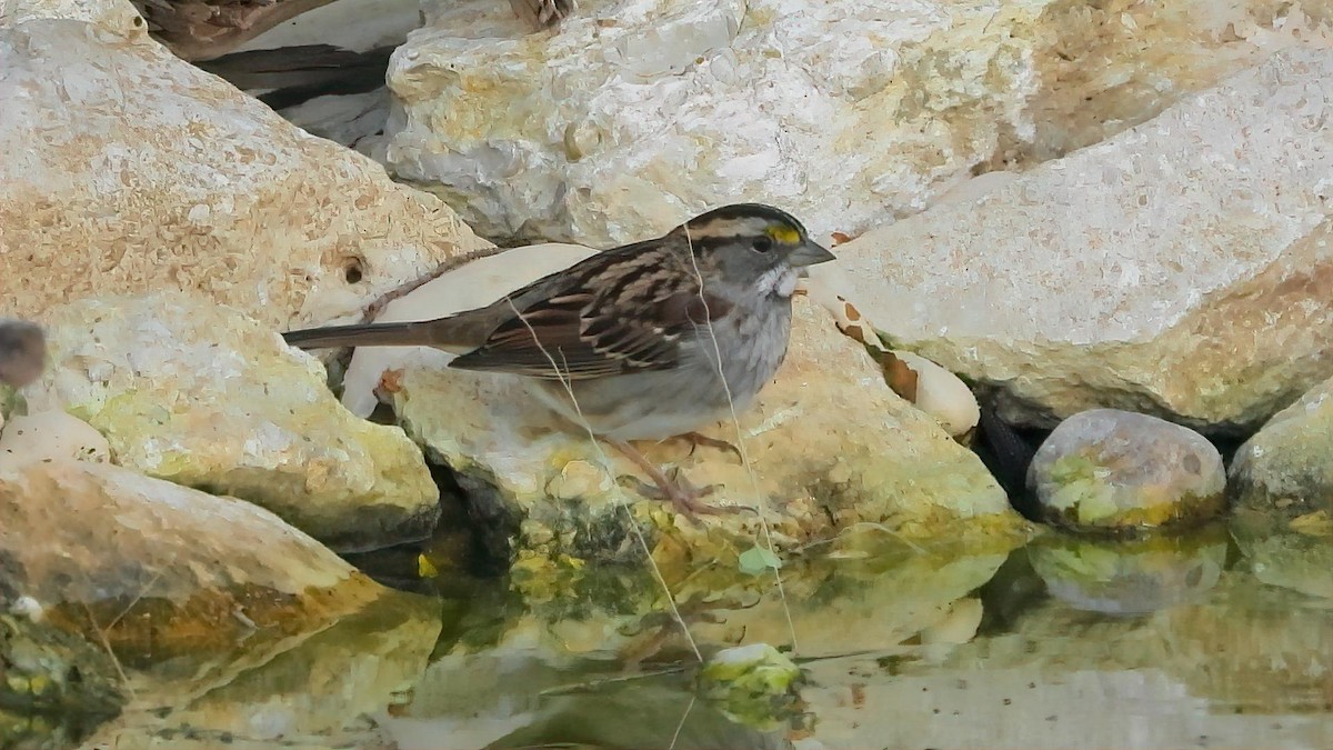 White-throated Sparrow - Pat O'Neil